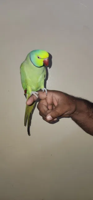 Indian ring neck tamed and talking 2 years