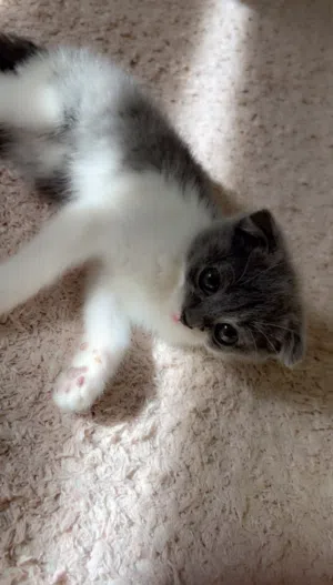 Scottish fold kitten - للبيع قطة سكوتش فولد