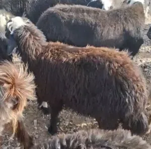 ماعز للبيع 6 شهور