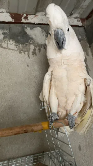 كوكاتو موليكان العمر 6سنوات تربل جامبو دبابه ريش كامل