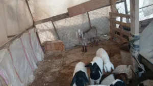 موجود سخله للبيع قابل للتفاوض .....................................................................