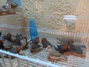 زيبرا عدد 24 طرف