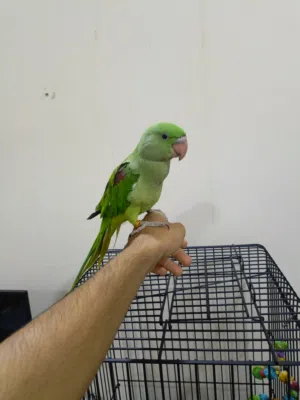 for sale Male Nepali parrot ringneck starting neck ring very friendly and huge size
