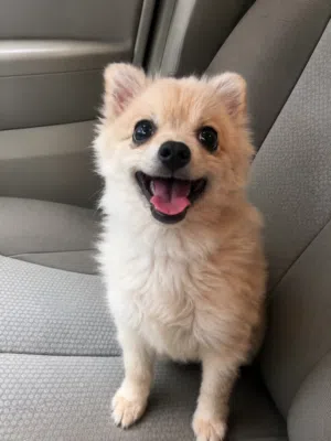 Chihuahua for Rehoming