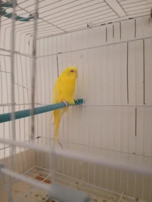 بسم الله تبارك الله كوبيه لاتينوا عين حمره للبيع بادن لله مضمونه لو توله إنتاجهم