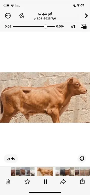 ‏أبقار‏3