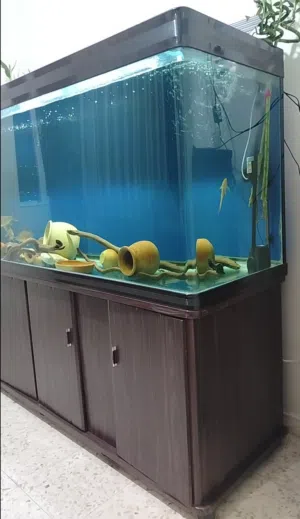 حوض سمك أجنبي مترين وكاله