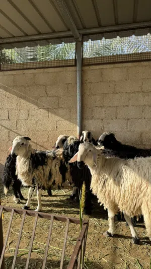 كباشة تهجين نجدي سمان فل تبارك الله