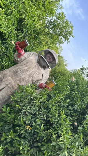 عسل نحل بلدي من منحلي مكفول ................................................ .......................