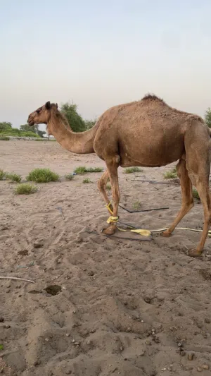 ناقة لقحانه