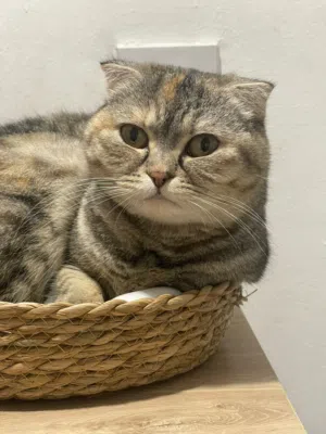 سكوتش فولد للتبني - Scottish Fold for Adoption