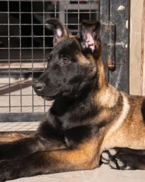 ملوك الراعي البلجيكي   جراء راعي بلجيكي ألوان غامقة وفاخرة  تميز.. قوة.. حضور ما بتلاقيه