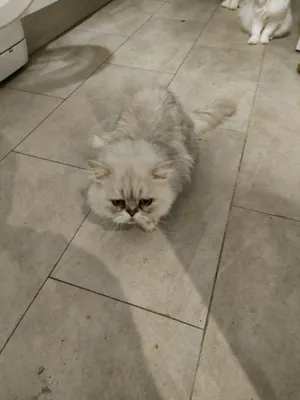 ‏أخرى‏1