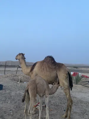 ناقه تحتها قعود