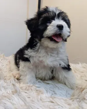 كلب شيتزو للبيع