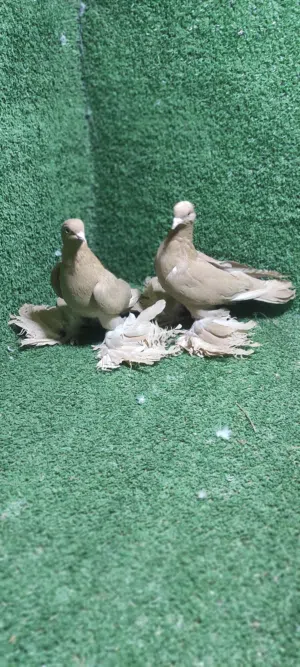 انتاج اصفر على 3ريشات