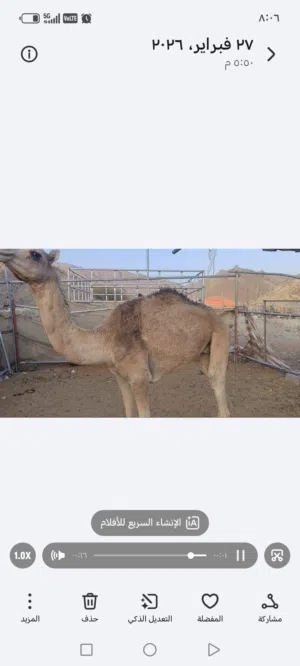 للبيع حشوين 3