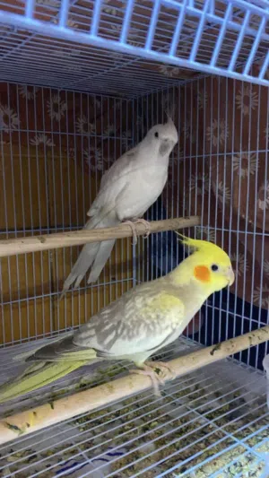 Mix birds with cage Cocktail and finches