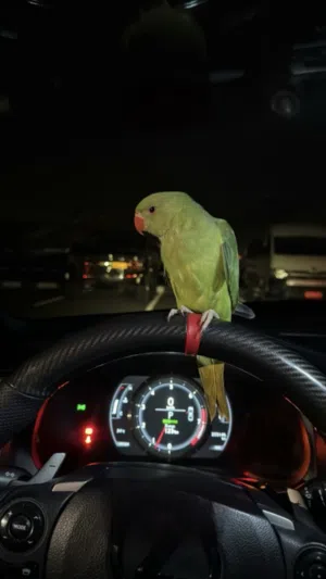 ببغاء اليف للبيع