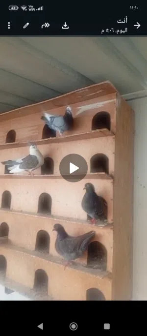 حمام المدينه+ حمام عادي