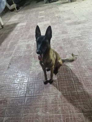 ,بلجم مالينوا Beljam Malinois