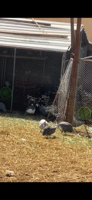 للبيع حجل اقل عن سعر السوق