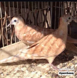 جميع التفاصيل في الاعلان