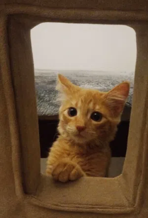 trained and vaccinated cat