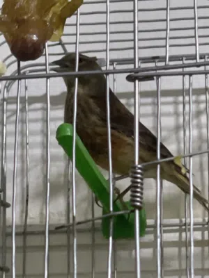 نينو اجويد طير الله يبارك