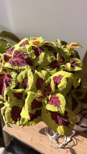 نباتات بحالة ممتازة للبيع