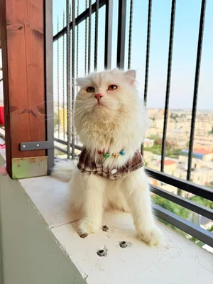 ‏سكوتش فولد‏0