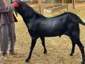 بيع فحولة ماعز  Selling male goats 2200