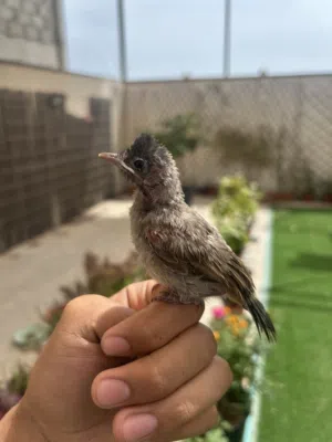 فرخ بلبول كشميري