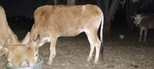 بقرة للبيع والده مرتين