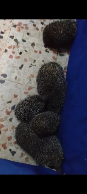 قنفذ ذكر وأنثى واثنين صغار