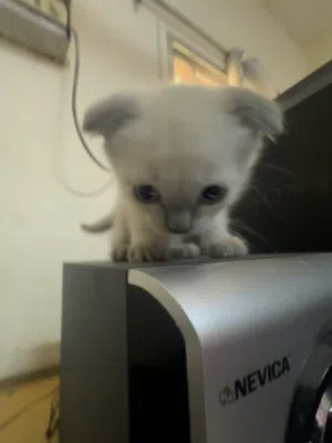 Selling kitten