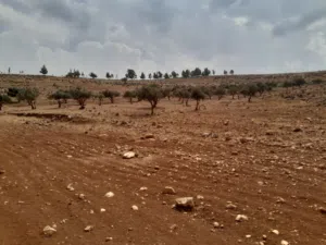 ارض زراعية للبيع