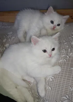 ثلث قطط شيرازي مكس اناث ثنتين بلون الابيض وذكر بلون البرتقالي