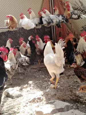 متوفر لدينا الدجاج العمانيه و الفرنسي و أرنب و سمان