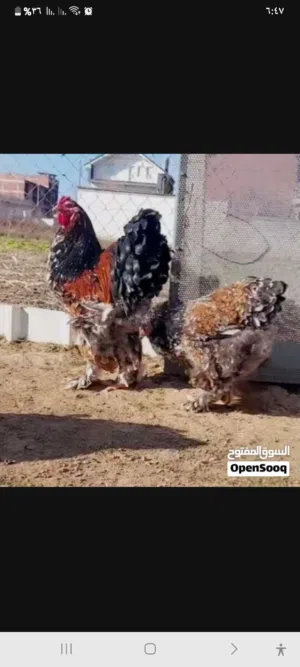 فروج ودجاجة براهمي زهري