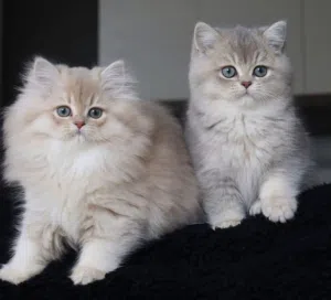 British Scotch cats 