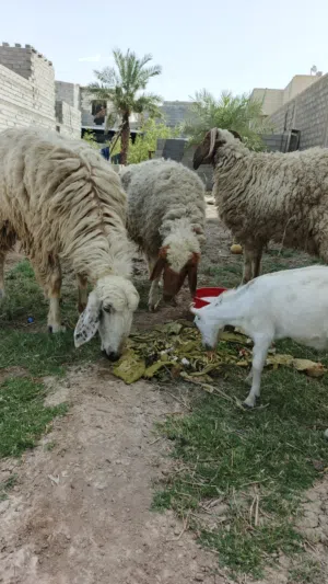 أغنام للبيع الوصف مهم
