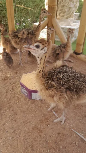 نعام افريقي العمر شهر