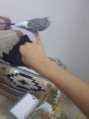 جوز طيور حب  هولنديات  متجوزين بسعر حرق  اقرأ الوصف