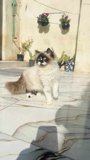 قطه هملايا هادى ولعوبه ونظيفه