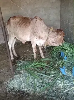 ثور مطعوم للبيع