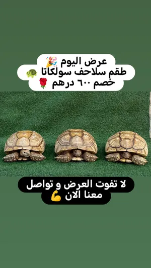 ‏سلاحف‏2
