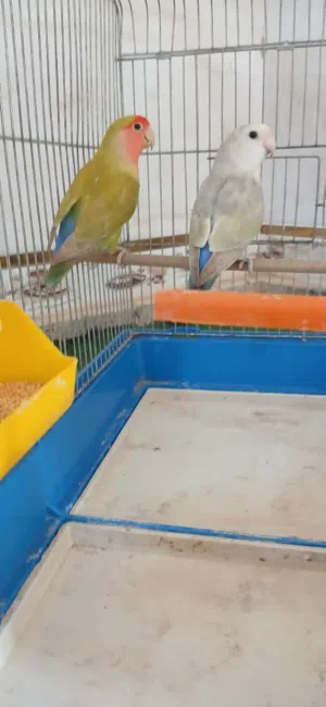 بسم الله الرحمن الرحيم اقرا الوصف