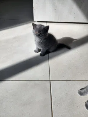 سكوتش ستريت