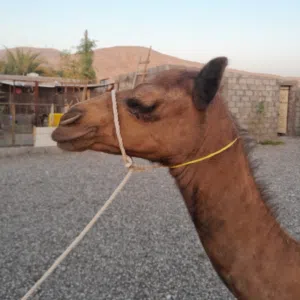عبدالعزيز 